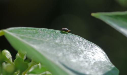 Camarota curvipennis